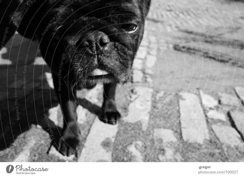 Mops Hund Schnauze schwarz Neugier verschlafen Säugetier niedlig geknautscht knautschen otto Müdigkeit Coolness