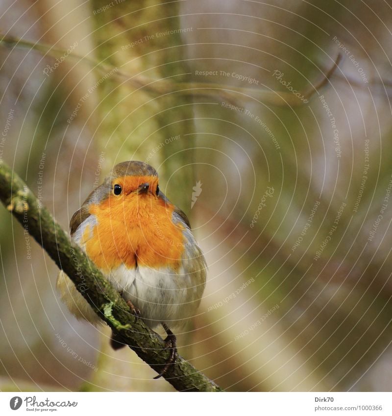 Robin on a twig Umwelt Natur Landschaft Tier Winter Pflanze Baum Zweige u. Äste Ast Park Wald Wildtier Vogel Singvögel Rotkehlchen 1 beobachten hocken Blick