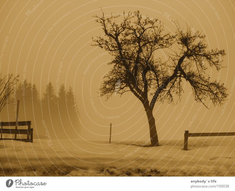 Gemeinsam Einsam Einsamkeit kalt ruhig Wald Baum Denken Trauer Verzweiflung Winter