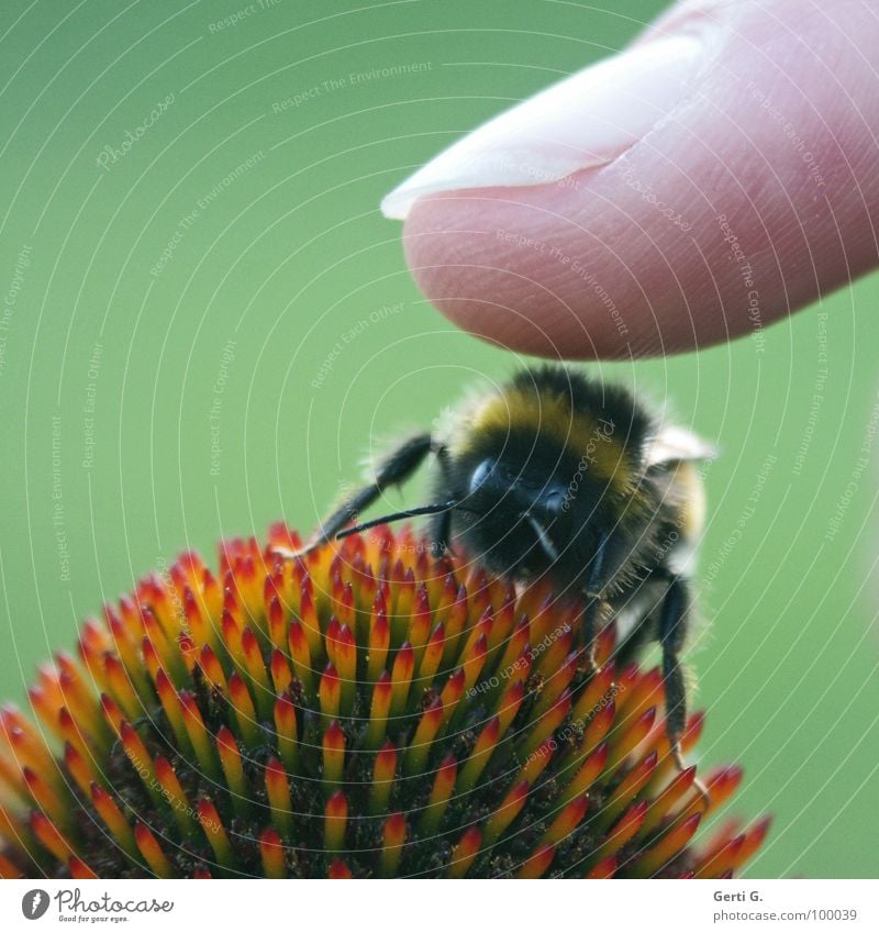 da touch Finger Fingerkuppe Fingernagel Fingerabdruck DNA Hummel Biene Imker mehrfarbig grün stachelig Blüte rot gestreift Fühler Beine berühren drücken