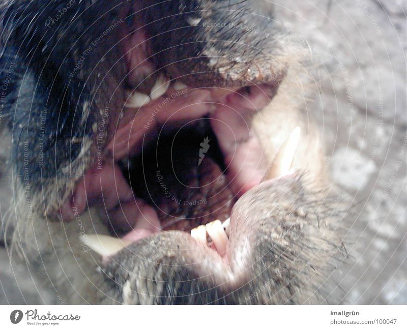 Sag mal Aaaa! Schwein Schnauze Tier Schneidezahn rosa grau Speiseröhre Wollschwein Paarhufer Borsten offen Rachen Angst Panik Säugetier Gebiss Maul Hauer beißen
