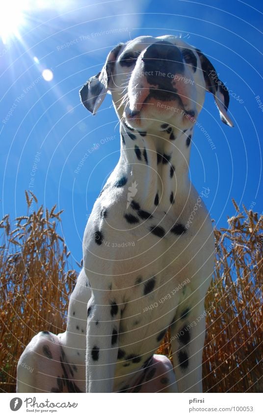 Ein Hund im Kornfeld Dalmatiner gepunktet weiß schwarz beige Weizen Feld Licht Schnauze Haustier Sommer heiß unten Säugetier dalmation dalmatian Punkt blau