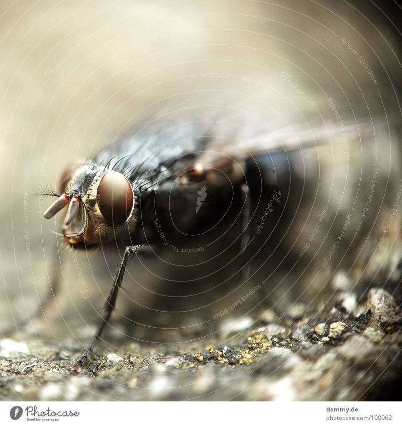 BUMBELBEE Unschärfe Tiefenschärfe Insekt Facettenauge Makroaufnahme direkt rund Fühler Wölbung böse gruselig Nahaufnahme Fliege fliegen fly Flügel Beine Auge