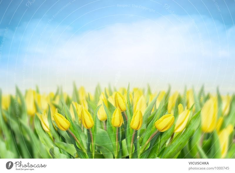 Gelbe Tulpen Feld mit blauem Himmel Design Sommer Garten Natur Pflanze Frühling Park Wiese Blumenstrauß gelb Hintergrundbild Blumenhändler Tulpenfeld