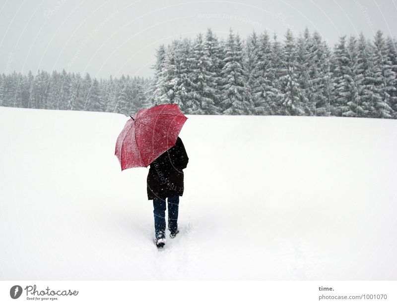 Rotschirmchen Mensch 1 Winter Schnee Schneefall Baum Tanne Nadelwald Wiese Wald Hügel Hose Mantel Regenschirm festhalten gehen wandern nass Willensstärke Mut