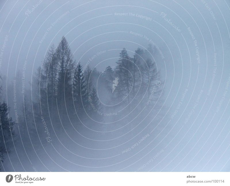 Nebel Baum Wald Tanne Österreich trüb Europa Wetter Traurigkeit