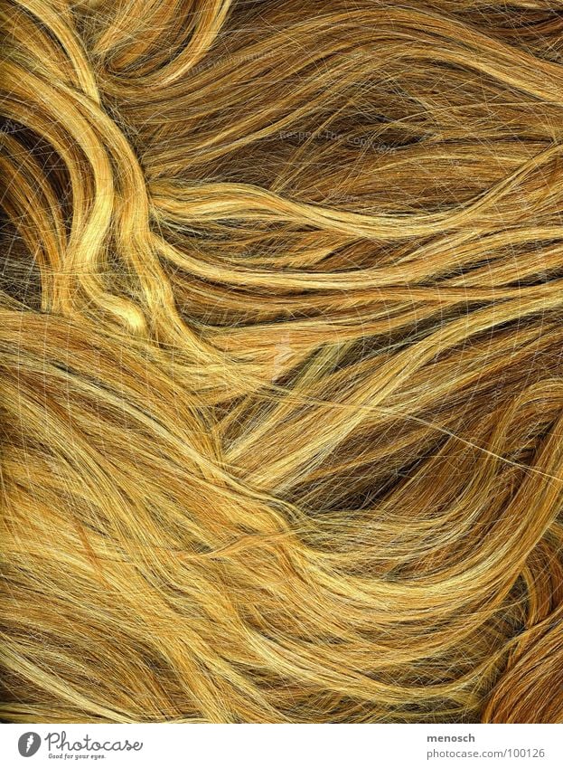 Haare Stroh blond gelb langhaarig schön Haare & Frisuren gold Mensch Linie strohblond Friseur Kamm sun hair lines long hair cutter Wellenlinie
