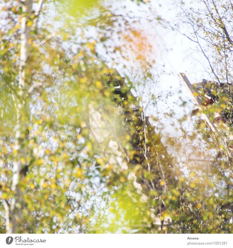 AST7 Pott | Herbstflimmern Bergbau Zeche Natur Pflanze Schönes Wetter Baum Birke Sehenswürdigkeit Zeche 'Zollverein' Fröhlichkeit frisch gelb gold grün träumen