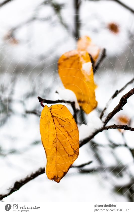 Blätter im Schnee Winter Natur Baum Blatt Wald Menschenleer hängen kalt gold weiß Senior Farbfoto Außenaufnahme Textfreiraum oben Tag Schwache Tiefenschärfe