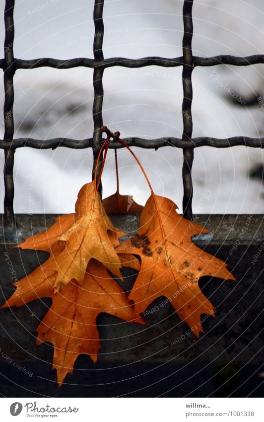 Winterschlaf Blatt Eichenblatt Herbst Schnee kalt Gitter hängen welk Vergänglichkeit Erholung Roteiche