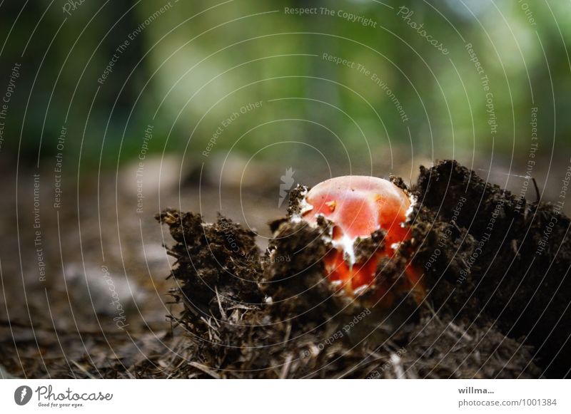 kleiner roter Pilz kämpft sich durch den weichen Waldboden Natur Herbst Fliegenpilz Wachstum Beginn Durchbruch Kraft entstehen Textfreiraum oben