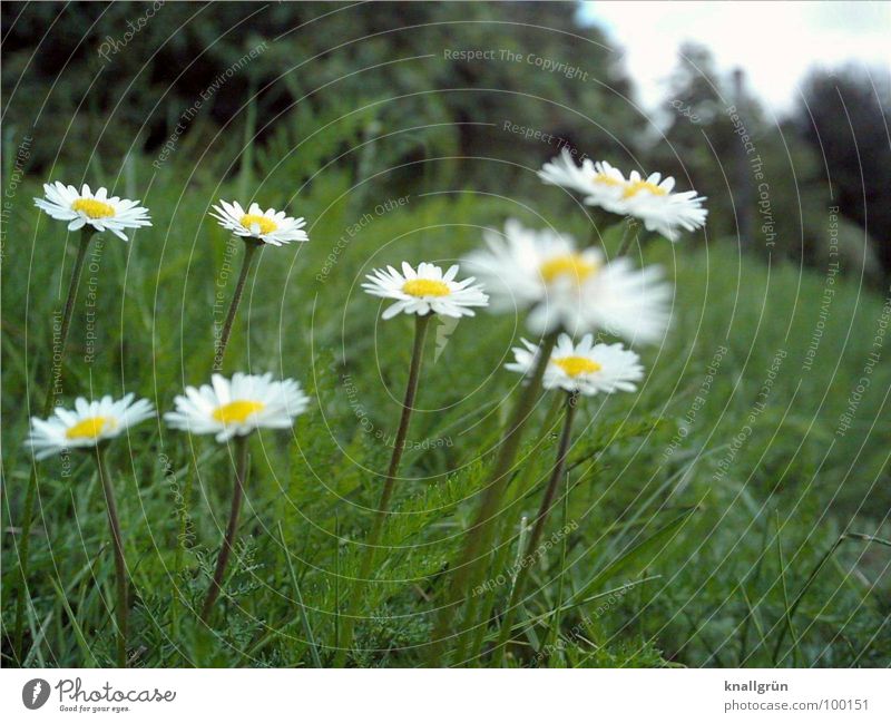 8 Gänseblümchen Wiese Blume grün Waldrand Froschperspektive Gras Sommer Pflanze Stengel Halm gelb weiß Natur Daisy Rasen