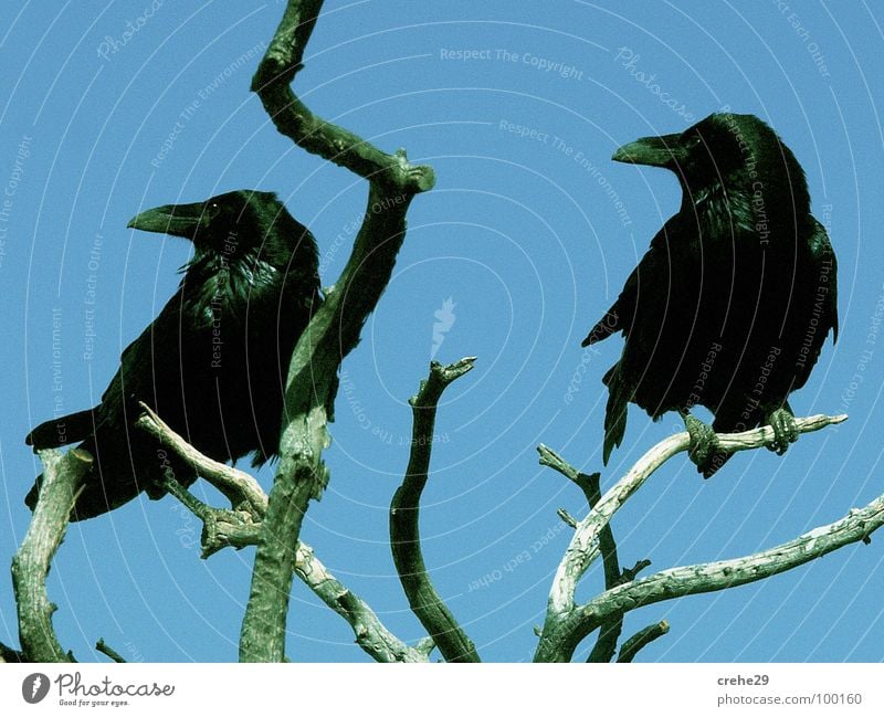 Doppelgänger Sträucher Baum Krähe Zwilling Vogel Desaster blau-grün Aussicht Rabenvögel schwarz Konzentration crow crehe krehe twins Zweig Ast Himmel