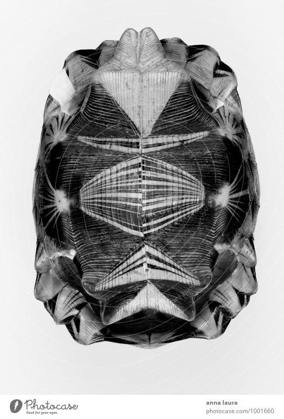 schildkrötensymmetrie Tier Totes Tier 1 Schutzschild alt tragen ästhetisch authentisch exotisch fest unten schwarz weiß Beginn stagnierend Symmetrie
