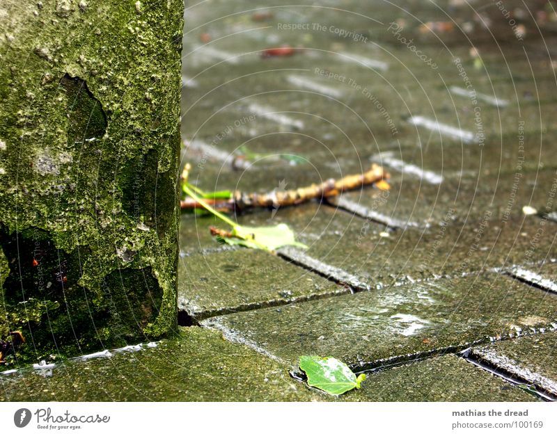 regenwetter nass feucht Regen Unwetter kalt unfreundlich Wand hart grün Putz Stock Wasser Gewitter Wassertropfen säubenrd Detailaufnahme Bodenbelag