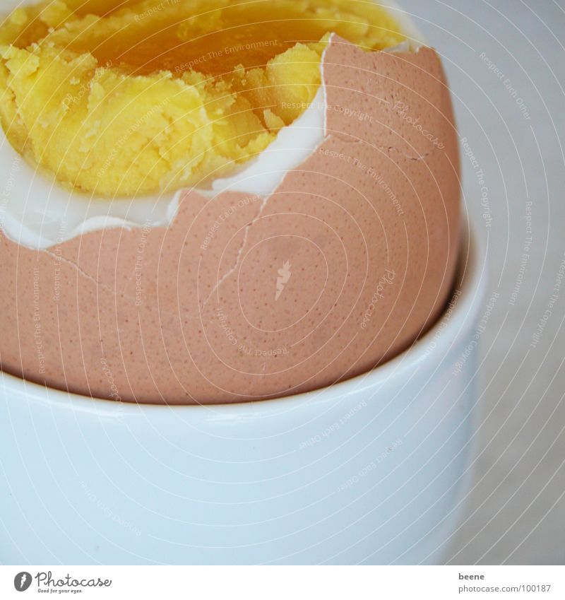 Ei zum Frühstück Ernährung Gesundheit kaputt braun mehrfarbig gelb weiß Eigelb Eierschale Eierbecher Haushuhn Eiklar Farbfoto Innenaufnahme Nahaufnahme