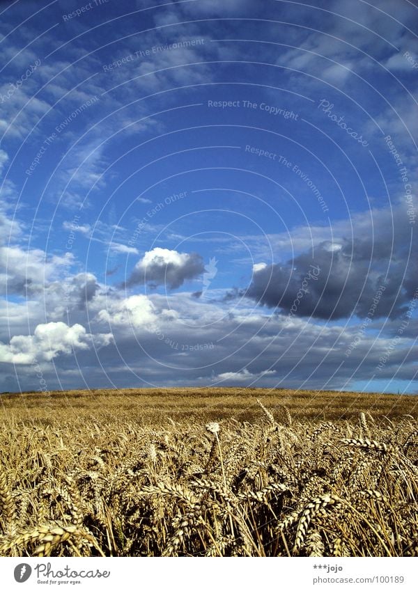 ron sommer gelb weiß Feld Wolken Landwirtschaft Sommer Himmel Natur Länder springen Erholung Arbeit & Erwerbstätigkeit dramatisch gold blau Spaziergang Korn
