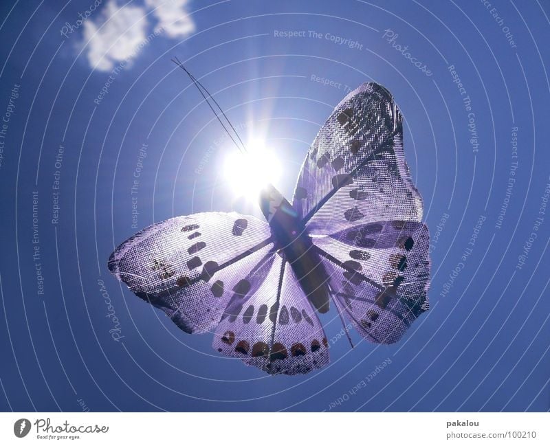 butterfly in the sun Schmetterling Dekoration & Verzierung Insekt Wolken Sonne violett Fühler Sommer Farbe Himmel blau frei Flügel experinemtell fliegen