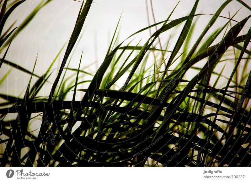 Gras Strand Gegenlicht See Meer Abendsonne Licht grün Stengel Halm Wildnis Umwelt Pflanze Farbe Küste Sand Wind Natur Linie Strukturen & Formen büschel Spitze
