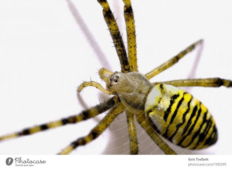 Wespenspinne Spinne Ekel klein Makroaufnahme Angst Auge