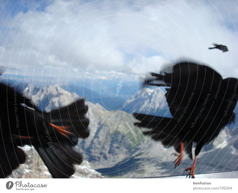 Simultanflucht Winter Juli Zugspitze Bayern Vogel schwarz weiß Wolken Luft Dach Panik Momentaufnahme kalt MAKS Gipfel Tier grün Schwerkraft Physik gleichzeitig