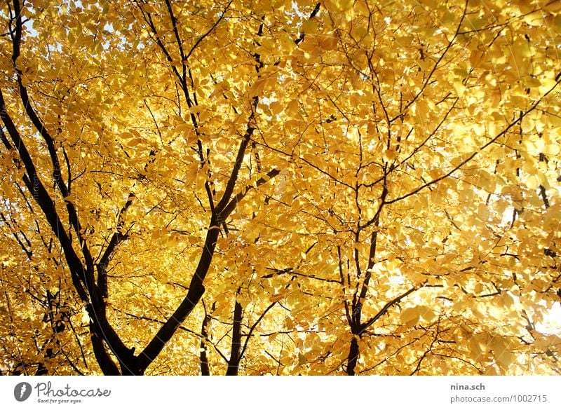 Herbst / gelbe Blätter Garten Umwelt Natur Pflanze Baum Blatt Grünpflanze Park gelbgold Herbstlaub Herbstbeginn Herbstfärbung herbstlich Herbstwetter