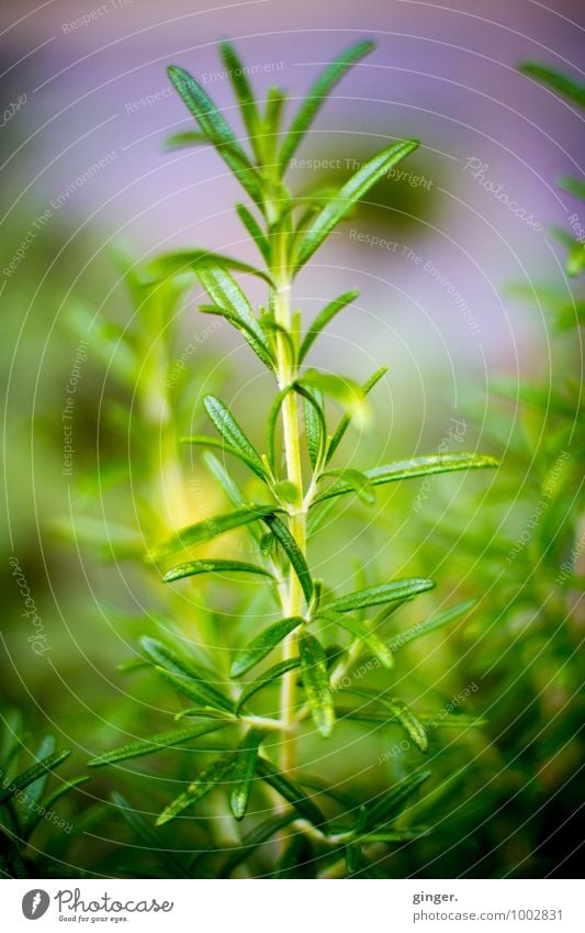 Ros Ros Rosmarin Umwelt Natur Pflanze Sommer grün violett Kräuter & Gewürze Stengel Blättchen Blatt Wachstum Würzig frisch Sträucher Lebensmittel südländisch