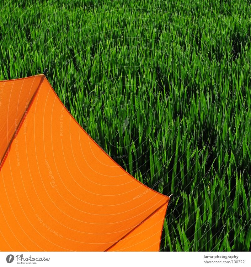 Angeschnitten Cloppenburg Regenschirm Sonnenschirm Unwetter Wolken Gras Halm Wiese Feld grün Frühling Sommer Erholung Sonnenbad Blumenwiese Umwelt sommerlich