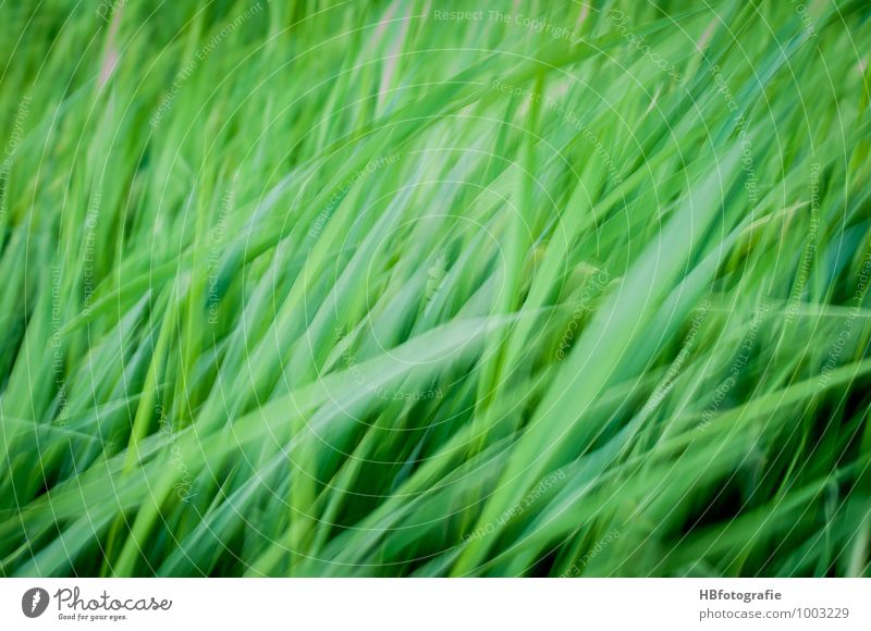 wogendes Gras Umwelt Natur Pflanze Luft Frühling Sommer Wind Wiese Feld grün Stimmung Kraft schön Wellen Grasland Steppe windig Farbfoto Außenaufnahme Tag