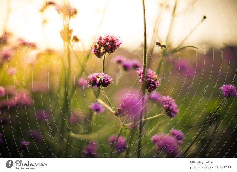 Patagonisches Eisenkraut Umwelt Natur Pflanze Sträucher Blüte Wildpflanze grün violett rosa Glaube demütig Duft Sommer Sommerurlaub sommerlich