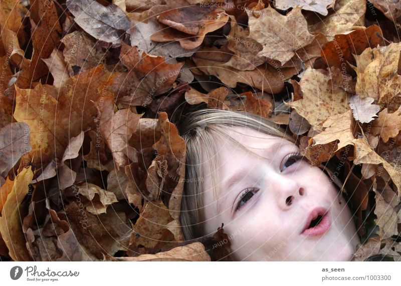 Blätterbad Junge Kindheit Leben Gesicht 1 Mensch 8-13 Jahre Umwelt Natur Pflanze Herbst Blatt Laubwald Herbstlaub Haare & Frisuren lachen Spielen