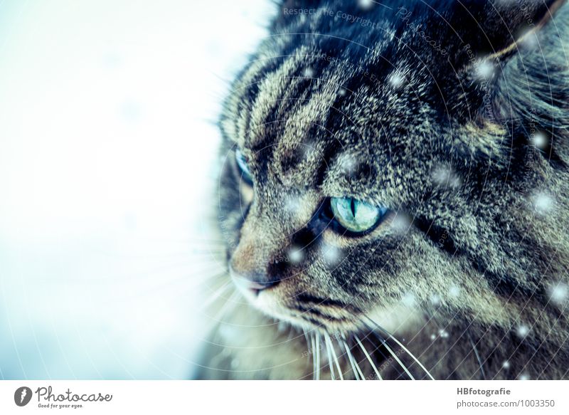 Hauskatze im Schnee Tier Haustier Katze 1 beobachten ästhetisch elegant kalt natürlich Neugier schön Stimmung Coolness Tierliebe Abenteuer Freiheit träumen