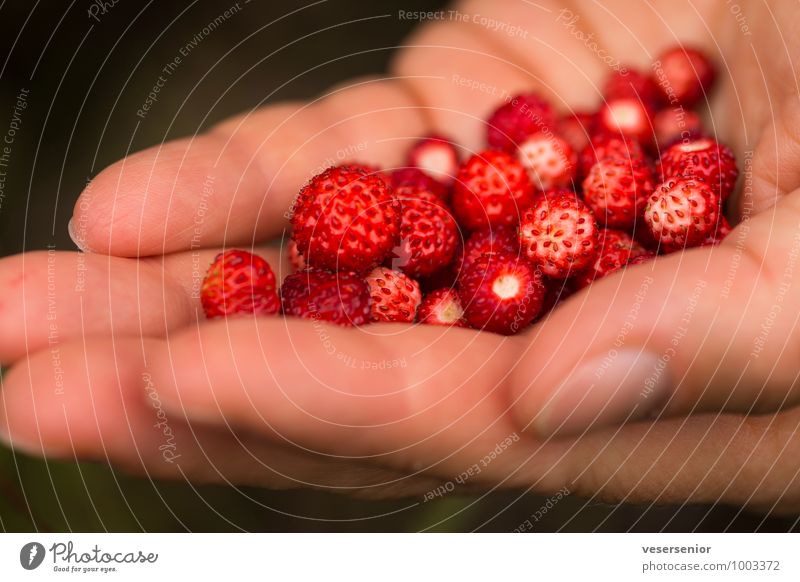 mmmmmmh... Frucht Ernährung Gesunde Ernährung Hand Finger Gesundheit lecker süß Zufriedenheit Vorfreude Erfolg genießen Wellness Wald-Erdbeere Farbfoto