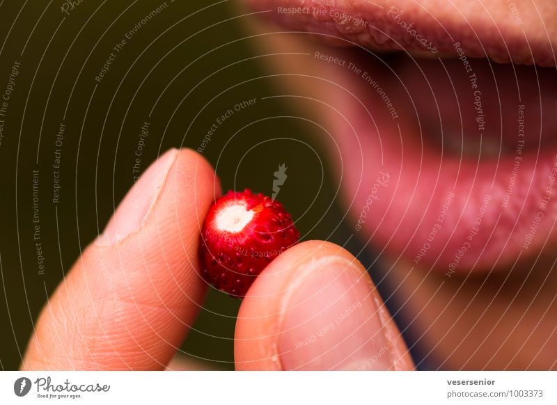 ooooh- rein damit! Frucht Mund Lippen 1 Mensch Essen genießen lecker süß Vorfreude Lust Sinnesorgane walderdbeere Erdbeeren Farbfoto Außenaufnahme Nahaufnahme