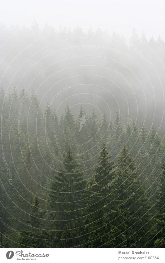 Sommer im Erzgebirge Baum dunkel gruselig grauenvoll Nebel Geister u. Gespenster weiß Sträucher Wald Tanne Fichte ruhig Baumrinde Nieselregen Rauschen Verhext