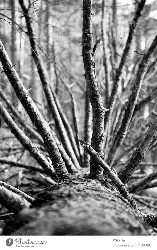 Deadwood Wald Baum Holz Trauer Außenaufnahme Verzweiflung Schwarzweißfoto Baumstamm Tod umgestürzt schroff leer alt