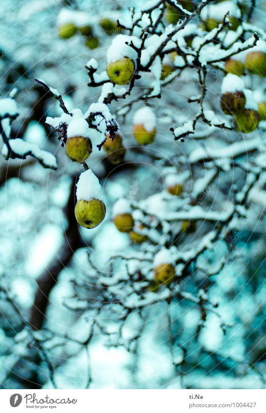 Winterapfelzeit Apfel Bioprodukte Vegetarische Ernährung Klima Eis Frost Schnee Baum Nutzpflanze Apfelbaum Garten frieren hängen Wachstum warten Gesundheit kalt