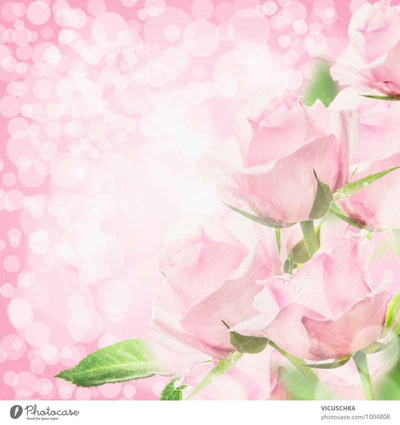Pink Rosen in Bokeh Licht Stil Design Sommer Feste & Feiern Valentinstag Muttertag Hochzeit Geburtstag Natur Pflanze Blume Blumenstrauß springen weich rosa