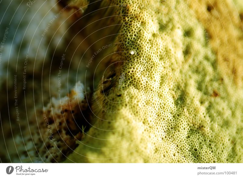 Essbar. Futter lecker essbar grün gelb Makroaufnahme Am Rand braun Gastronomie Pilz genießbar Natur Wallpaper Schwamm Strukturen & Formen schwammig Lebensmittel