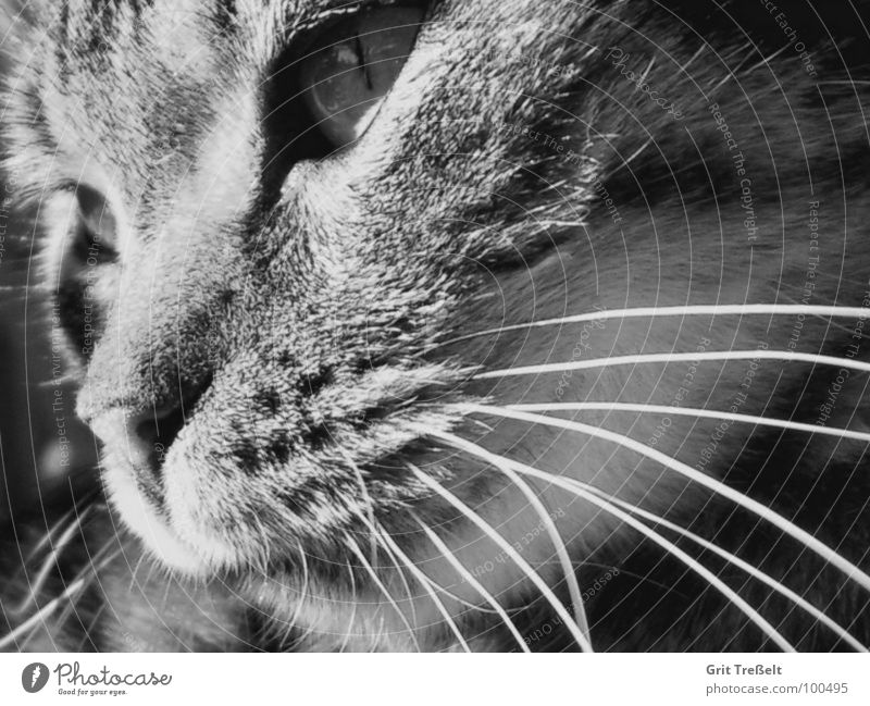 Gedanken Katze schwarz weiß süß Säugetier Blick Auge Hauskatze Nase