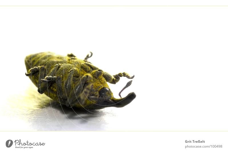 Rüsselkäfer stellt sich tot gelb Insekt Käfer Makroaufnahme liegen