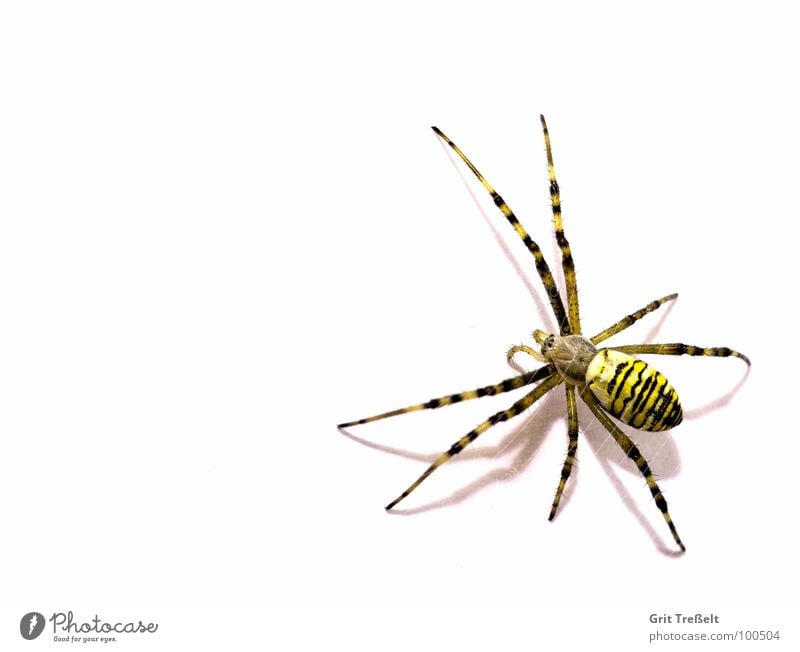 Wespenspinne Spinne Ekel klein Makroaufnahme Angst Auge