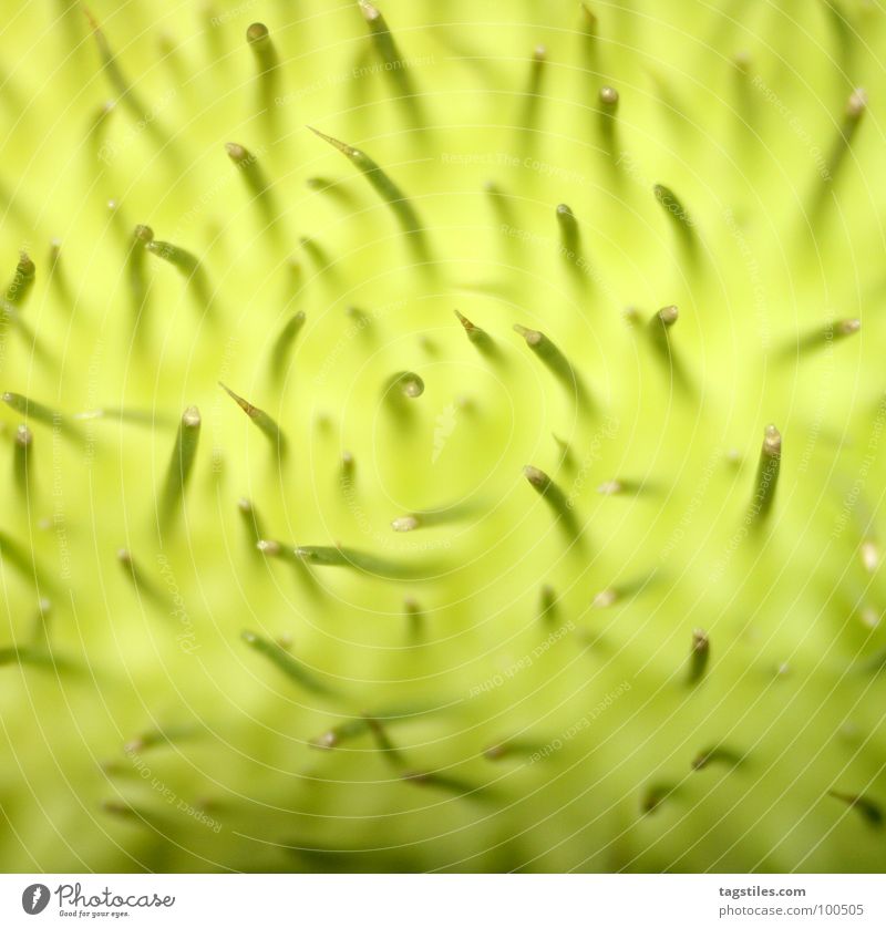 Leben im grünen Nebel hellgrün Kürbis Hülle Natur natürlich zartes Grün Hintergrundbild Makroaufnahme Bildausschnitt