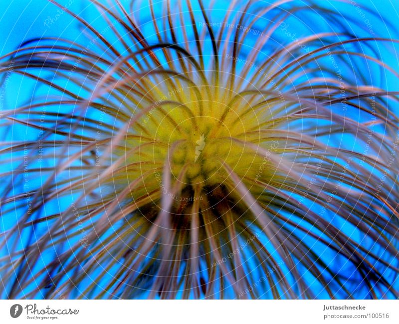 Hippie verblüht Pflanze Sommer Waldrebe blau Samen Juttaschnecke
