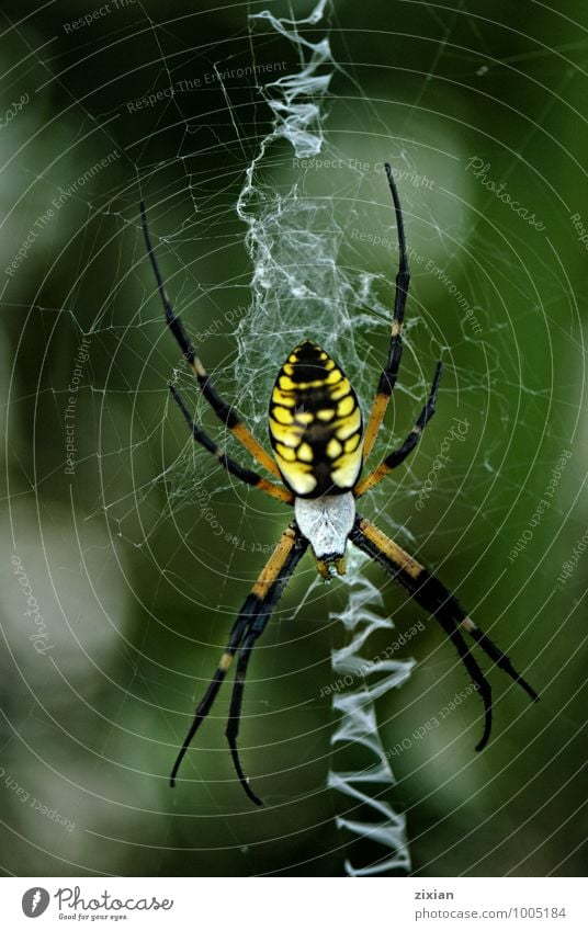 Das schwarz-gelbe Argiope Tier Wildtier Spinne Aggression Sex Sexualität Kraft Farbfoto mehrfarbig Morgen Tag