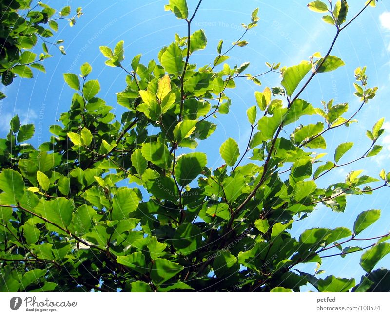 Im Garten Eden IV Baum grün Sommer Frühling Mount Eden Götter gelb Wolken blau Himmel Ast Baumstamm Wetter Gott Freude Natur