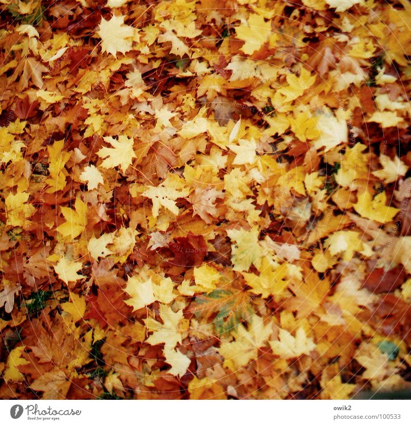 Herbst-Psalm Umwelt Natur Pflanze Urelemente Erde Klima Blatt Wiese Herbstlaub fallen genießen liegen verblüht dehydrieren Zusammensein Unendlichkeit mehrfarbig