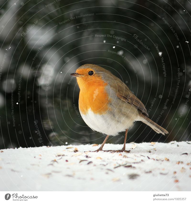 Mein kleiner Liebling Winter Schnee Schneefall Garten Tier Wildtier Vogel Rotkehlchen Singvögel 1 beobachten Fressen füttern ästhetisch Freundlichkeit schön
