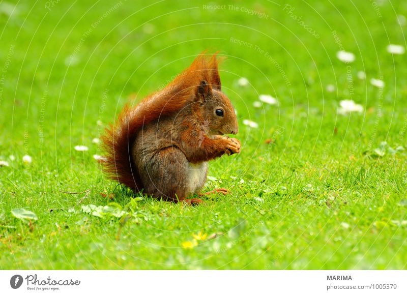 A squirrel on green grass. Natur Tier Gras Wiese Fell Behaarung Wildtier Rost braun grün rot beige brown Eichhörnchen Eurasian red squirrel essen eat Europa