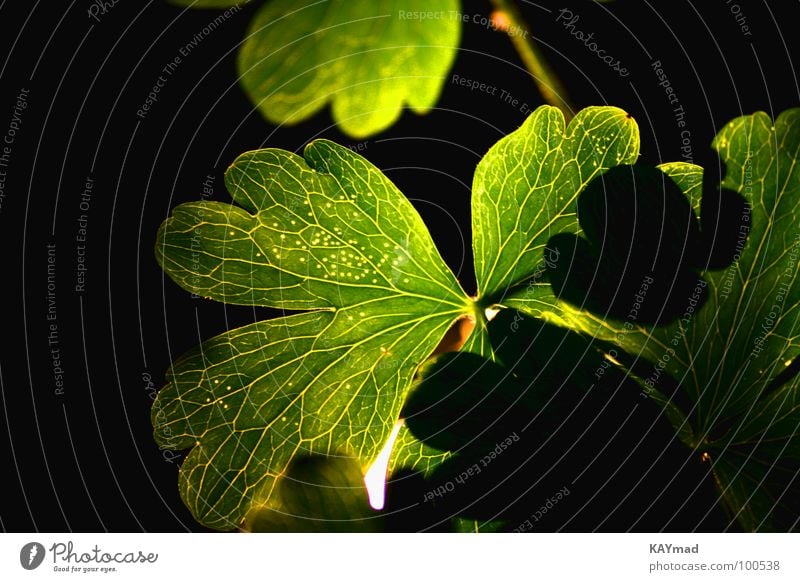 geblendetes Blatt Nacht ruhig grün Gefäße Gegenlicht blenden Makroaufnahme Nahaufnahme
